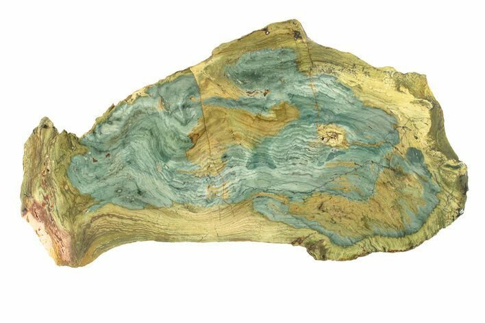 Gary Green Jasper (Larsonite) Bog Wood Slab - Oregon #263470